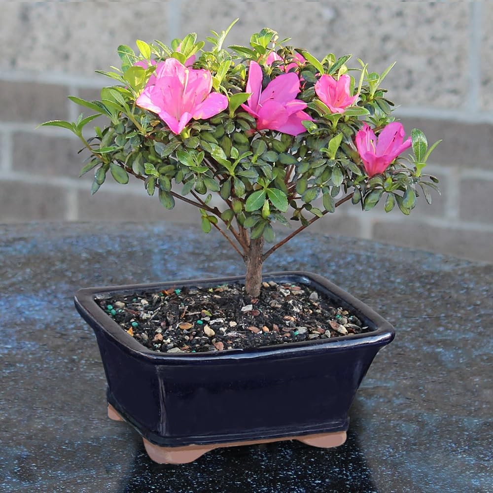 Brussel’s Bonsai – Live Satsuki Azalea Flowering Tree in Small, Green