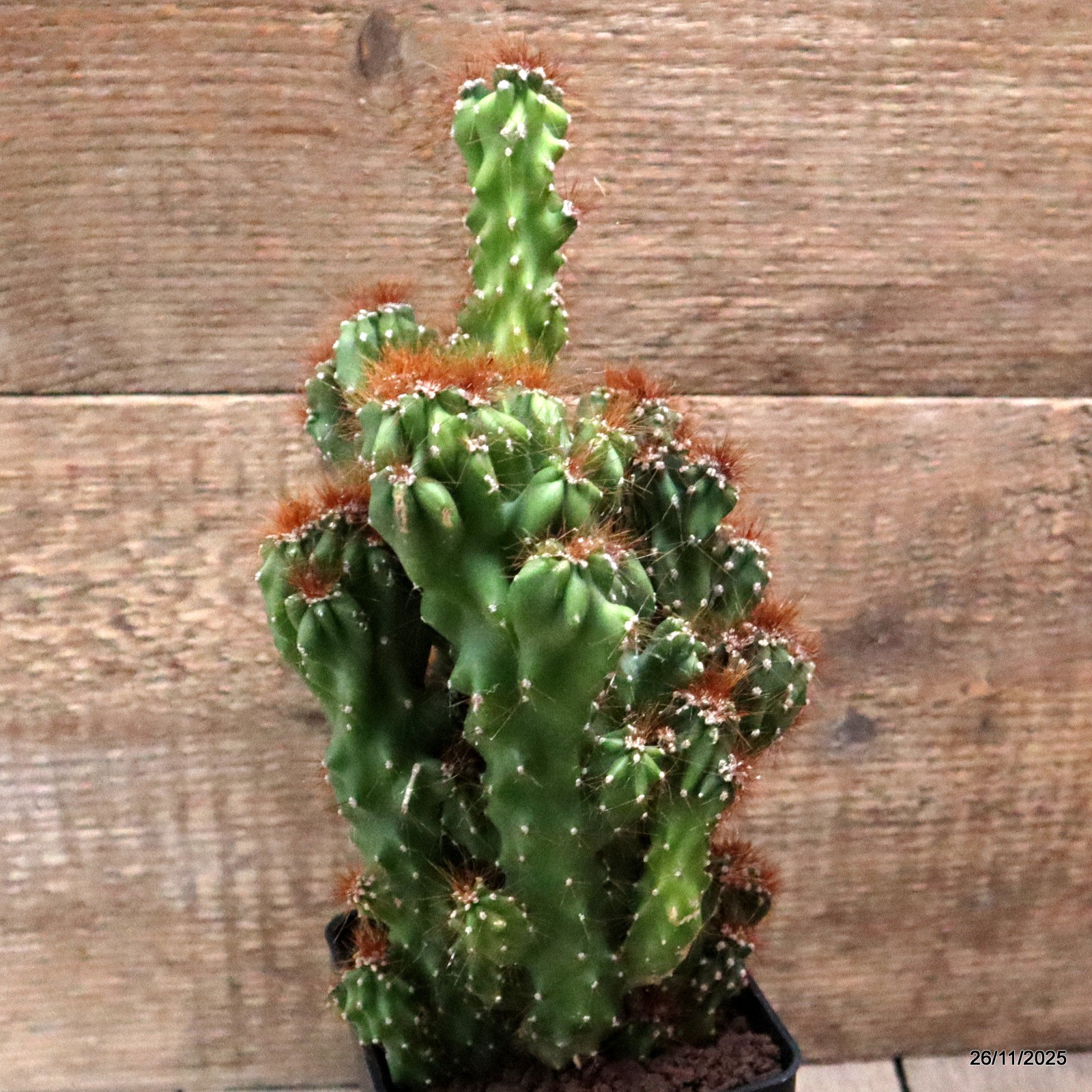 D7534 CEREUS PERUVIANUS MONSTER pot10-H25-W15 cm MaMa Cactus