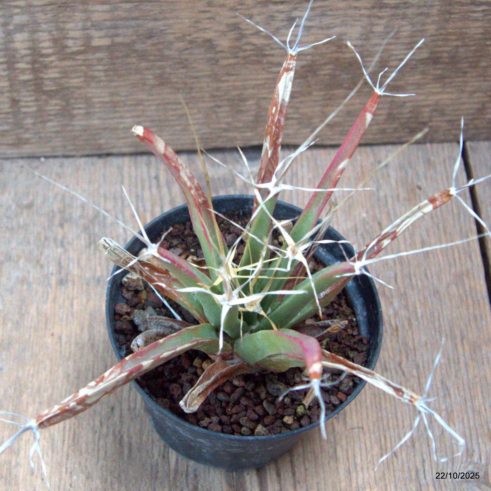 D7110 LEUCHTENBERGIA PRINCIPIS pot10-H13-W14 cm MaMa Cactus