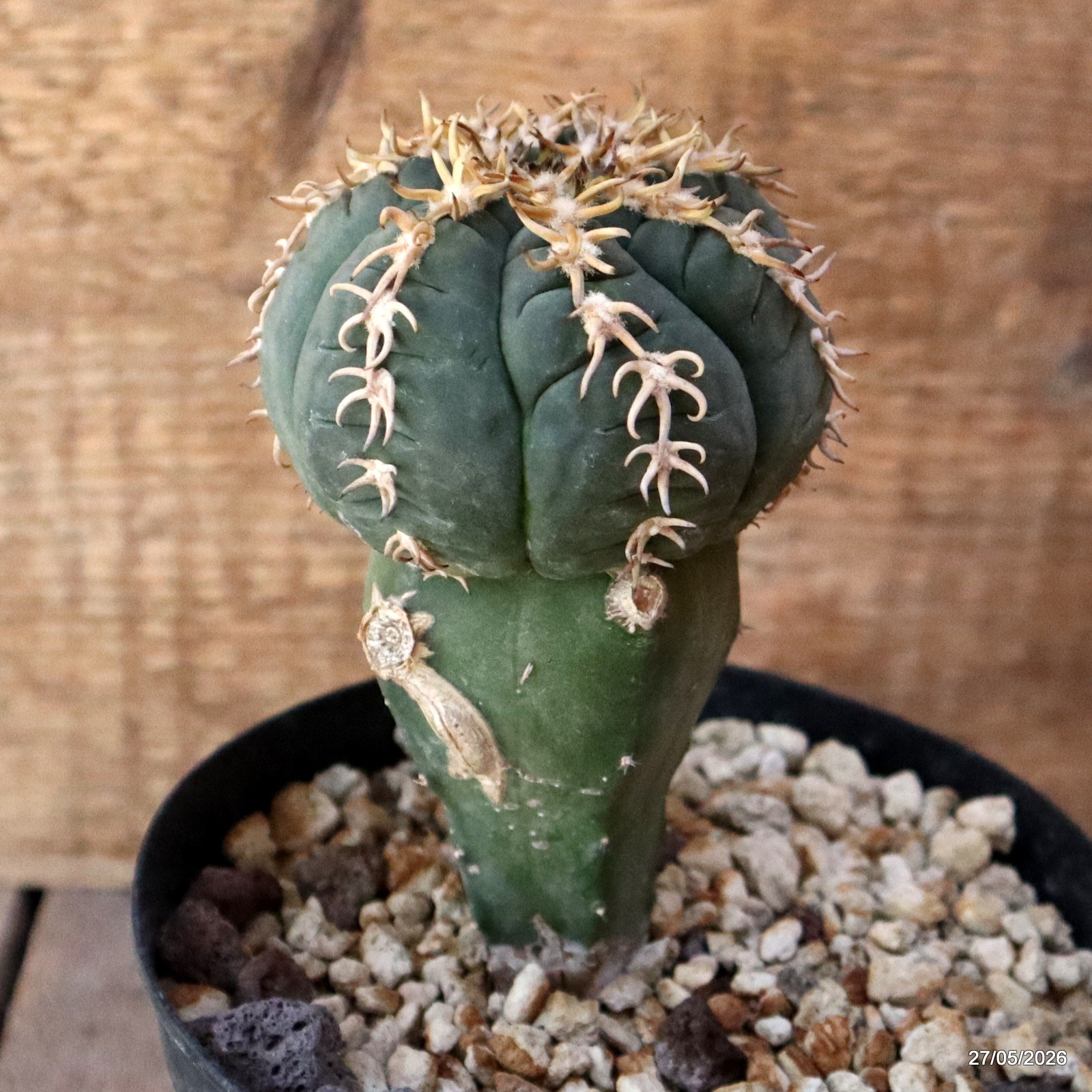 D4136 GYMNOCALYCIUM SPEGAZZINII V. UNGUISPINUM GRAFT pot14-H13-W8 cm MaMa Cactus