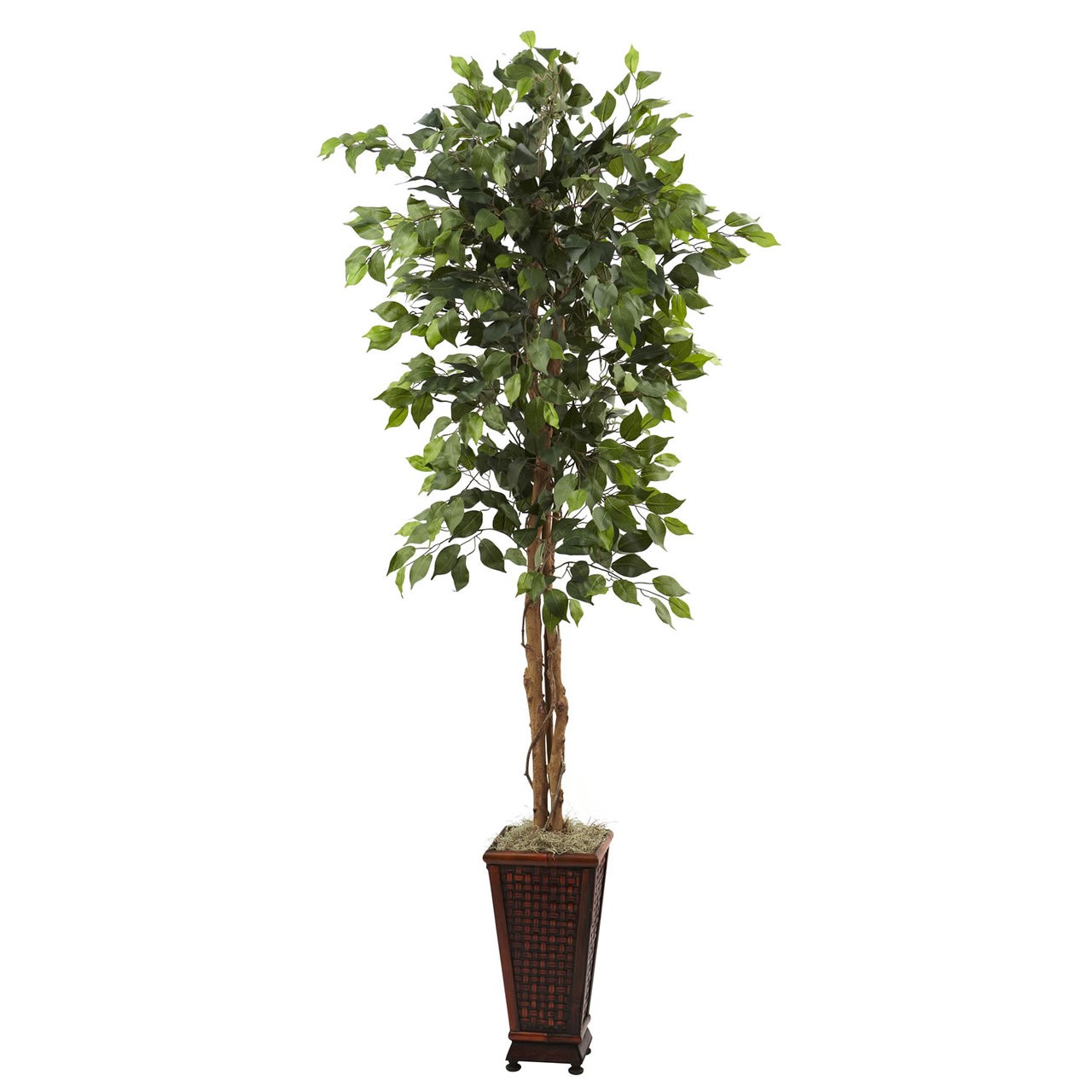 6.5′ Ficus w/ Decorative Planter