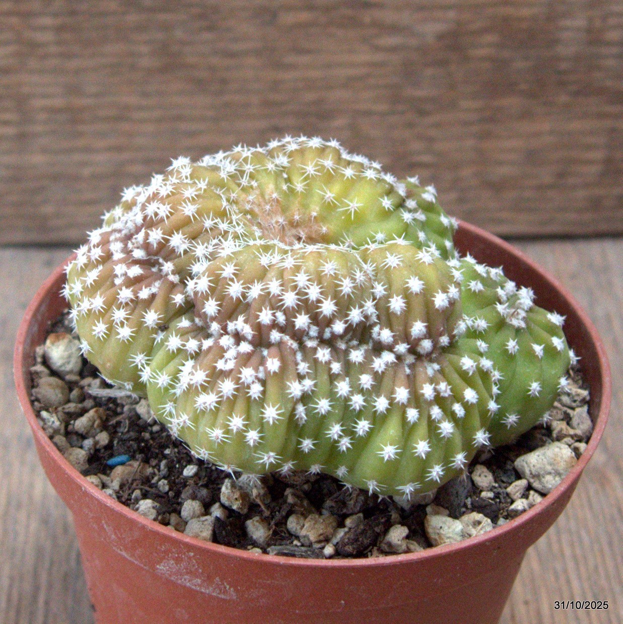 D7271 ECHINOPSIS OXYGONA CRESTED pot10-H6-W8 cm MaMa Cactus