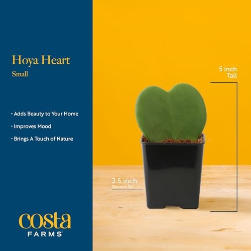 Live Plant in Decorative 4-5 Inches Tall Cute Décor Love Plant Pot Hoya Heart