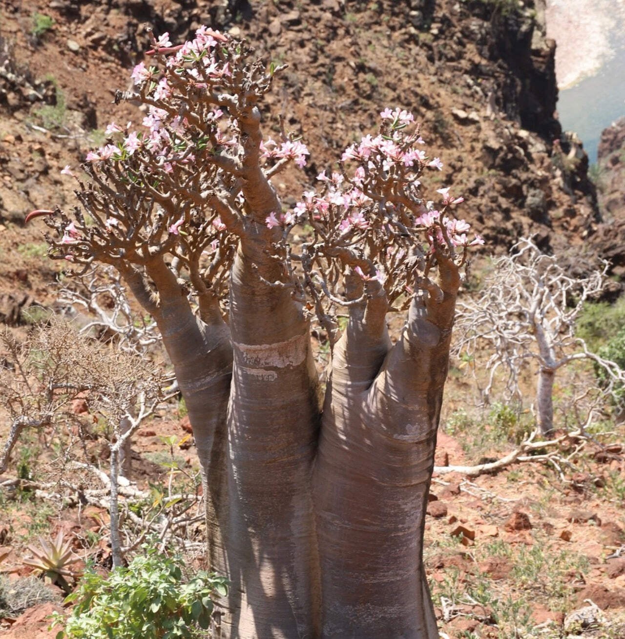 Adenium obesum 10-20cm | Desert rose | Impala lily – Desert rose | Impala lily