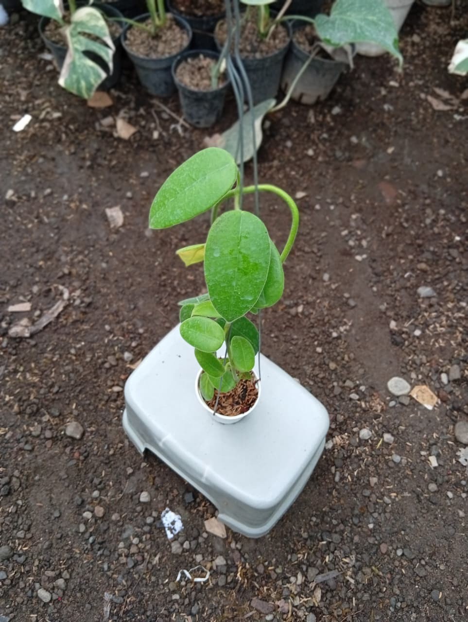 Real Picture Hoya Gigas Lush Leaves Rare Plant