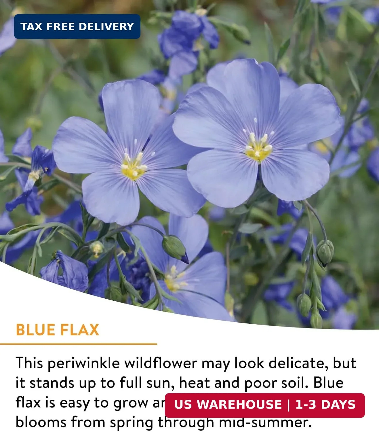 Burpee Wildflower 25,000 Bulk, 1 Bag, 18 Varieties of Non-GMO Flower Seeds Polli