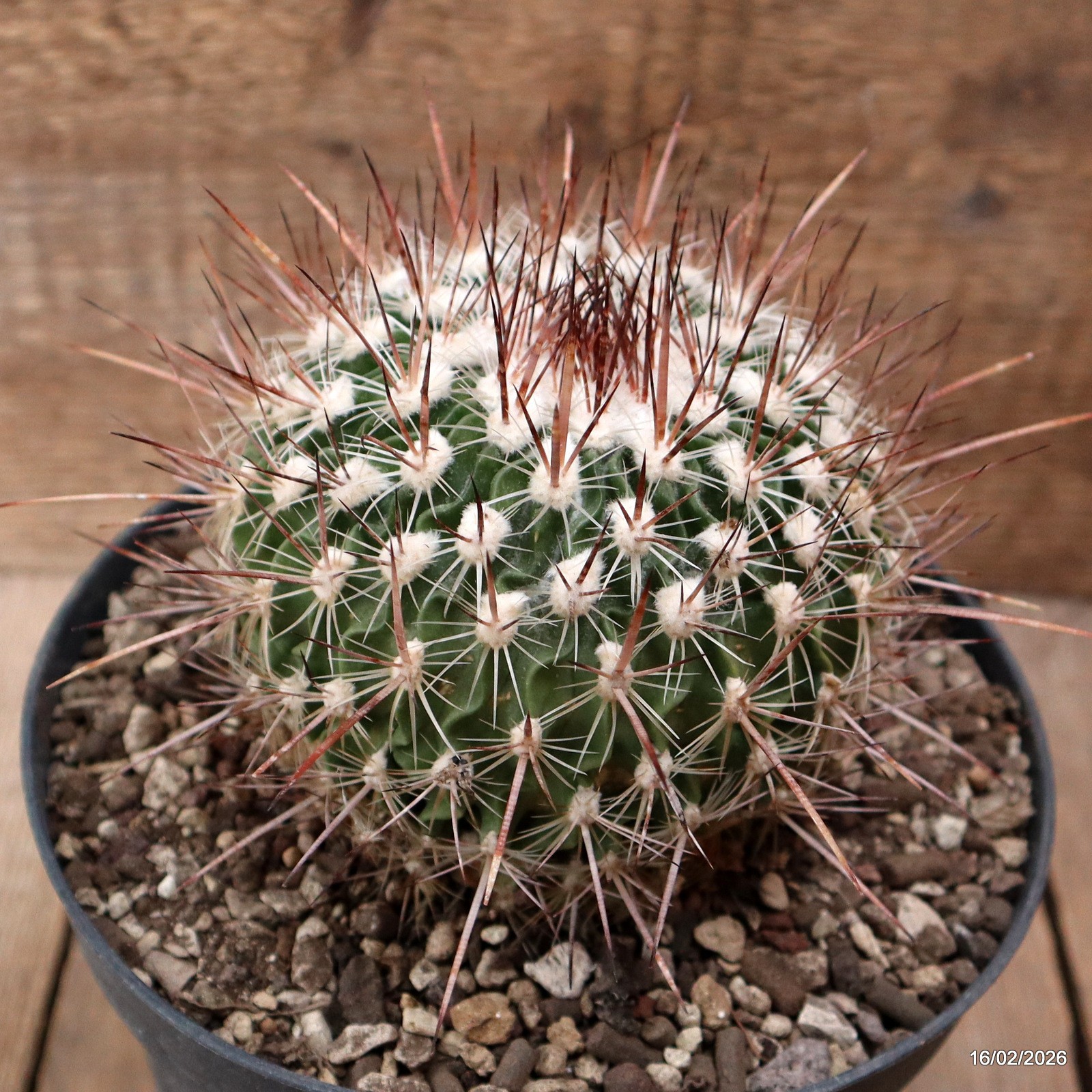 D7782 ECHINOFOSSULOCACTUS ZACATECASENSIS pot18-H10-W11,5 cm MaMa Cactus