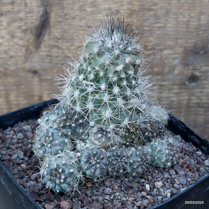 D3180 COPIAPOA MARITIMA PROLIFERA pot14-H10-W11 cm MaMa Cactus