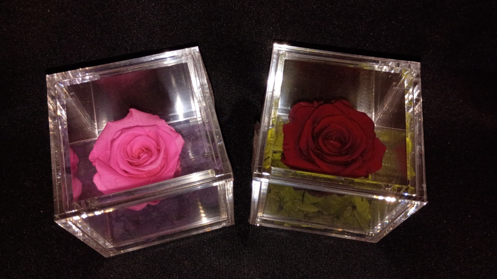 🌹Empress Flora 🌹Preserved Roses in 4″ x 4″ Acrylic Cases🌹Set of 2