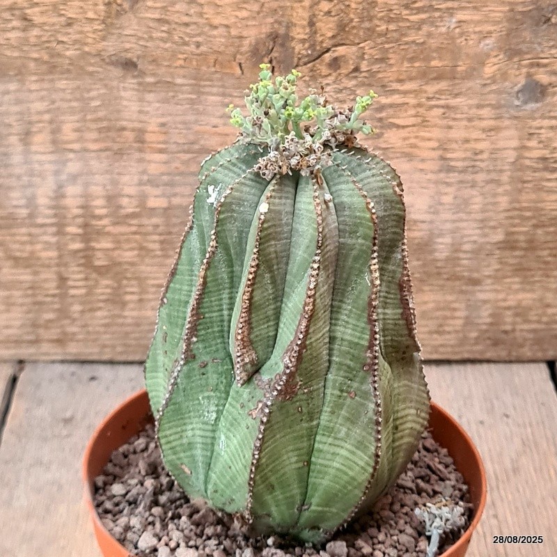 D6270 EUPHORBIA OBESA ARROW pot12-H13-W9 cm MaMa Cactus