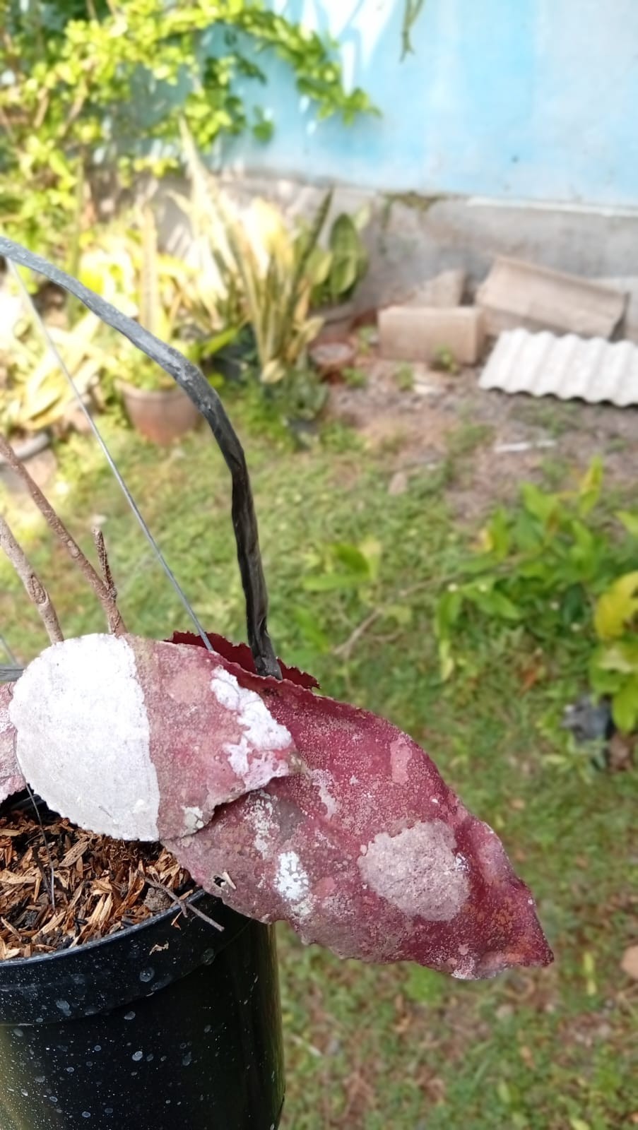 Real Picture Hoya Undulata Super Red Splash Sp Borneo