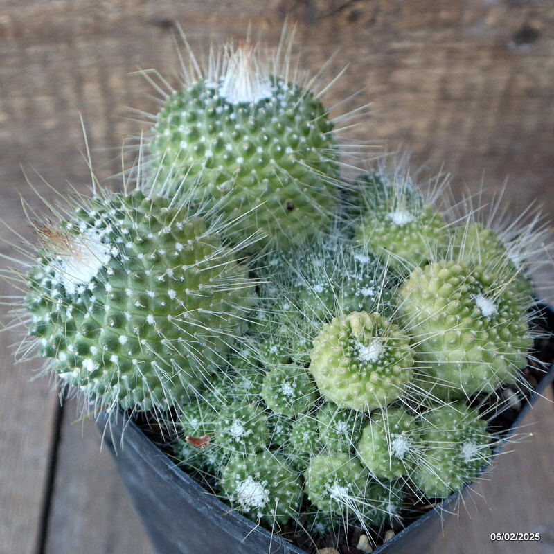 A5000 MAMMILLARIA SPINOSISSIMA UNPICO CRESTED pot12-H7-W14 cm MaMa Cactus
