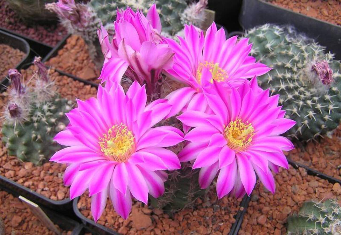 Echinocereus pulchellus (Pachuca) SEEDS – Rainbow hedgehog cactus | Pachuca cact