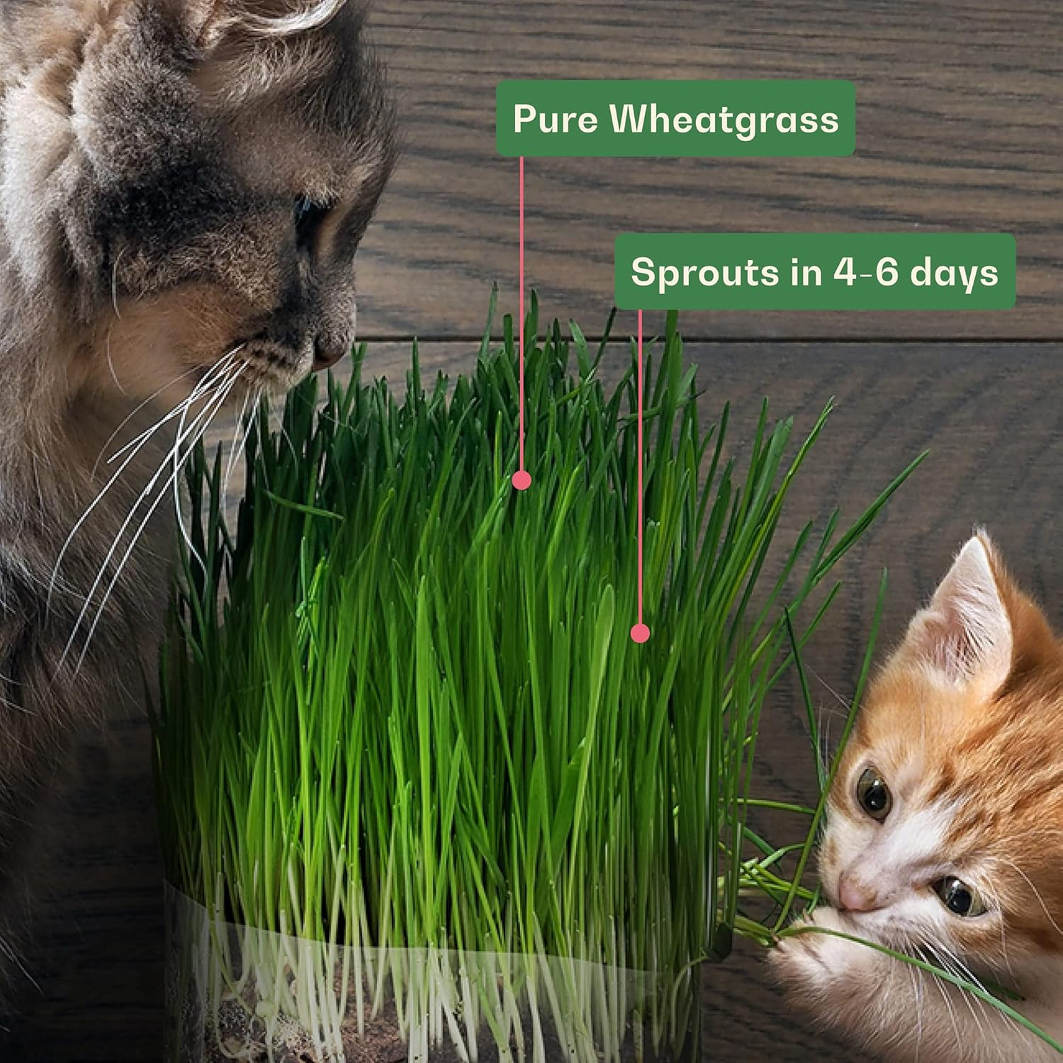 Rose & Branch Organic Wheat Grass Seeds for Indoor Cats – Cat Grass Seeds – 16