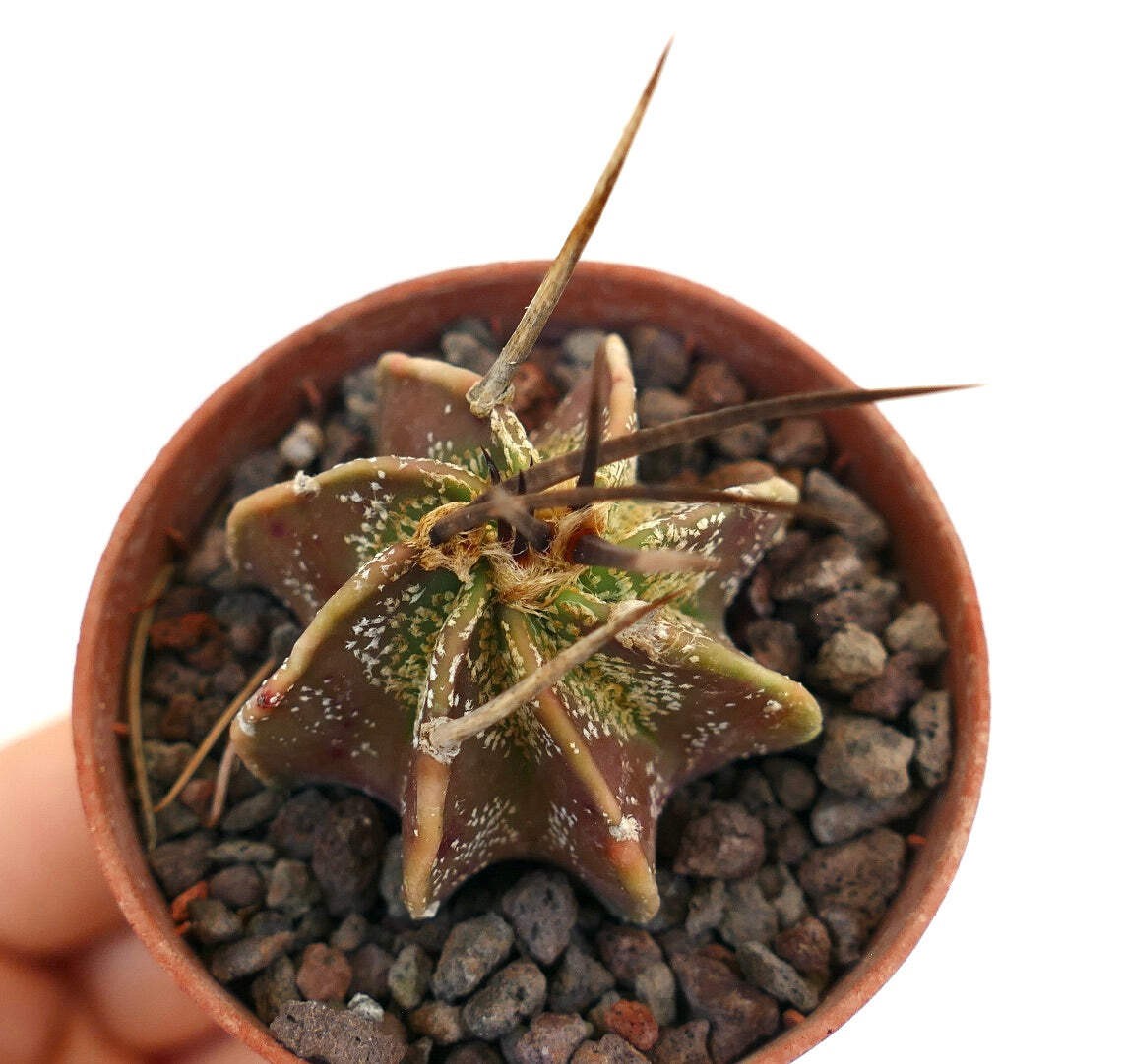 Astrophytum capricorne THAYO x BUFFALO – Goat’s horn cactus | Capricorn cactus
