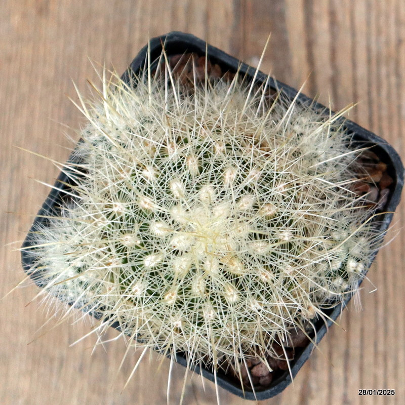 D919 THELOCACTUS MACDOWELLII pot7-H5-W9 cm MaMa Cactus