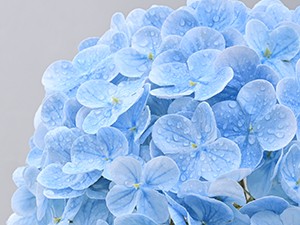 Hydrangea Artificial Flowers, Latex Real Touch Hydrangeas Lifelike Large