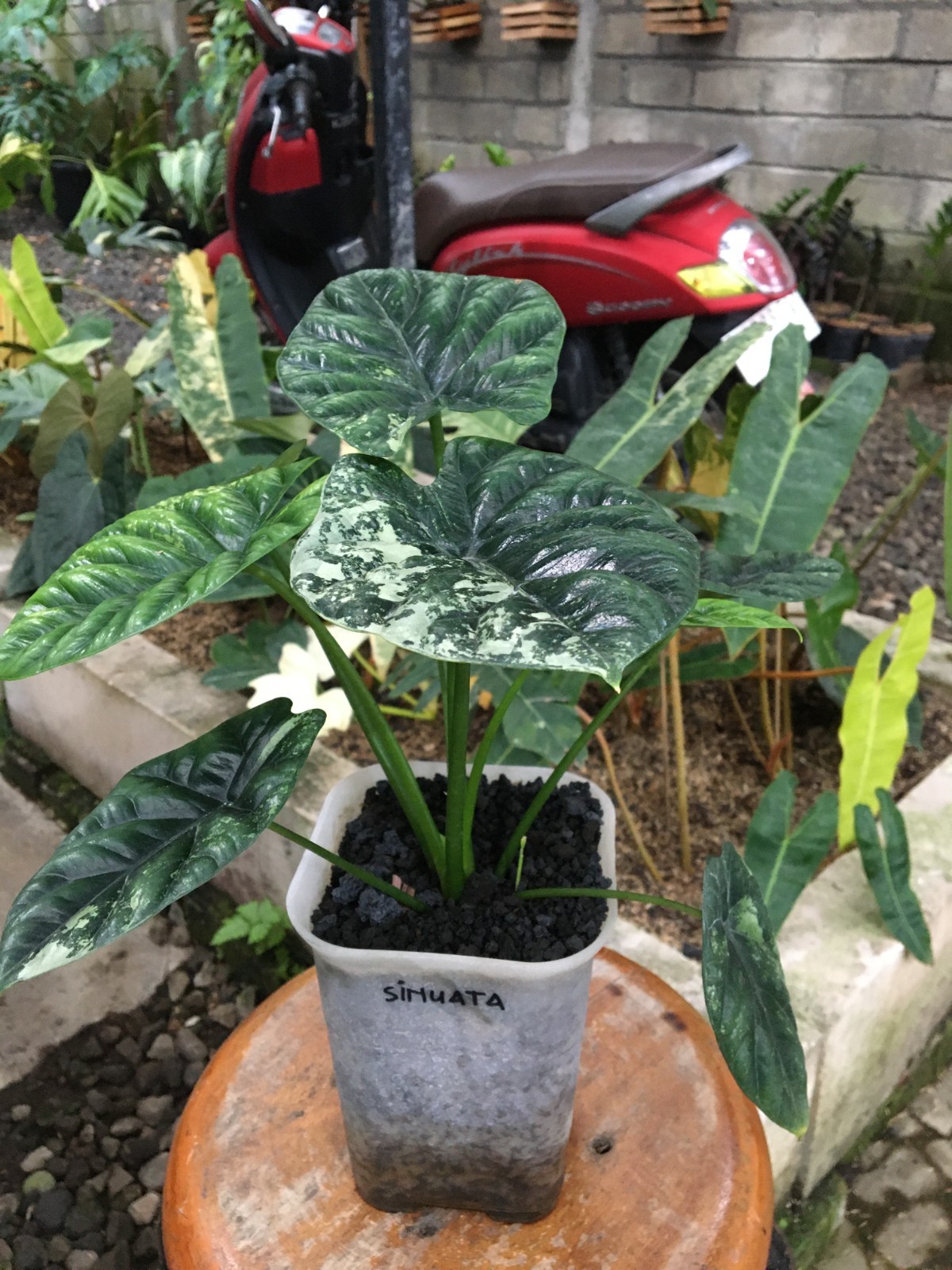RARE REAL PICTURE Alocasia Sinuata Albo Variegated Live Plant Grow in Pot