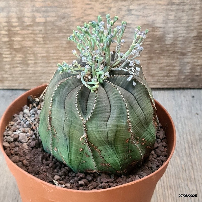 D6228 EUPHORBIA OBESA MONSTER pot12-H8-W9 cm MaMa Cactus