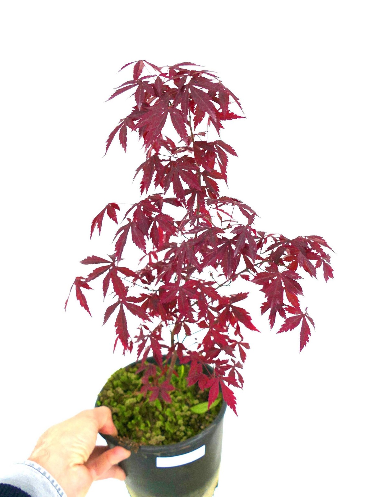 Acer palmatum cv DESHOJO – RED Deshojo Maple | Japanese Maple Deshojo