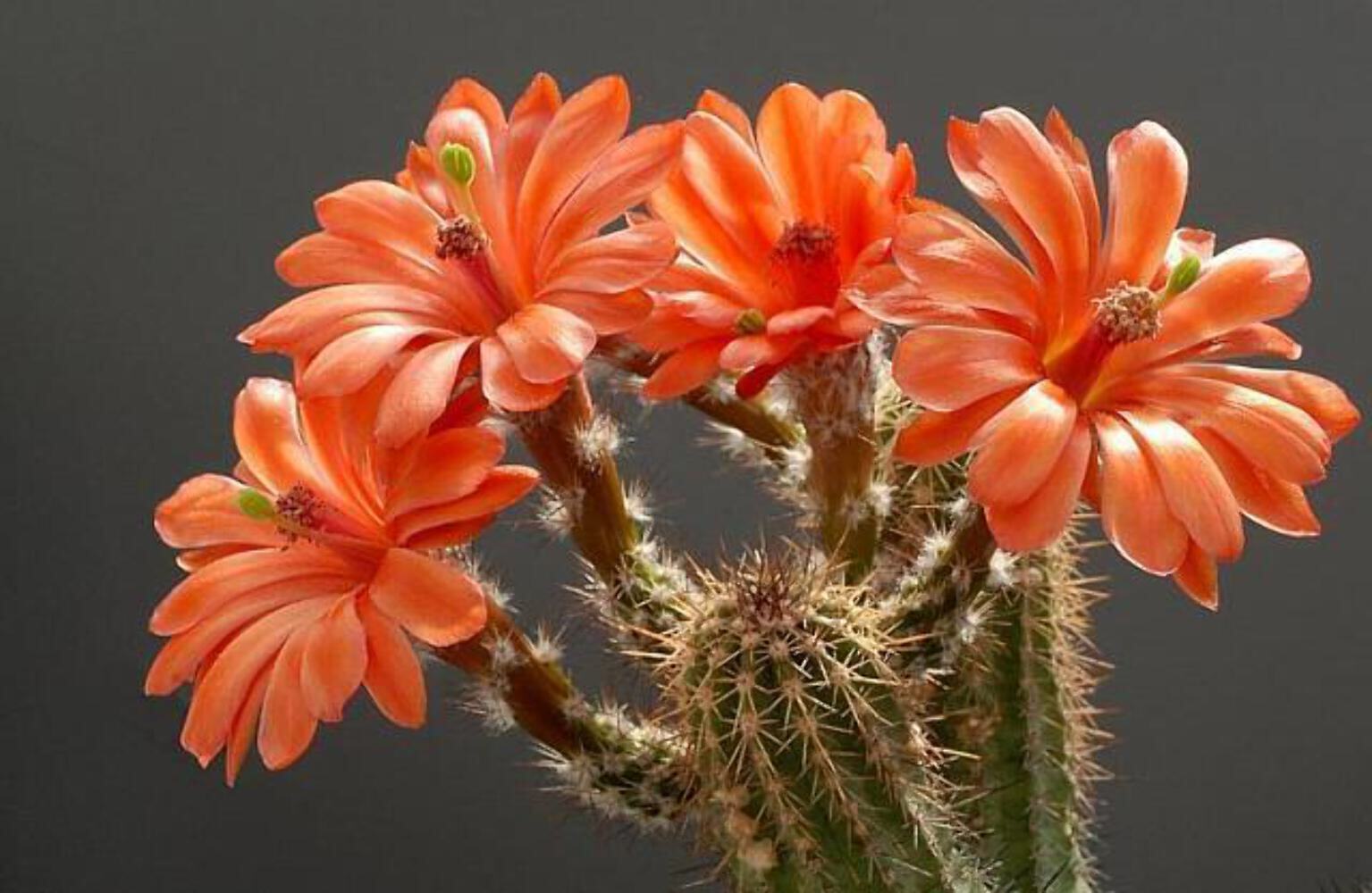 Echinocereus matthesianus SEEDS – Matthes’ hedgehog cactus | Echinocereus cactus