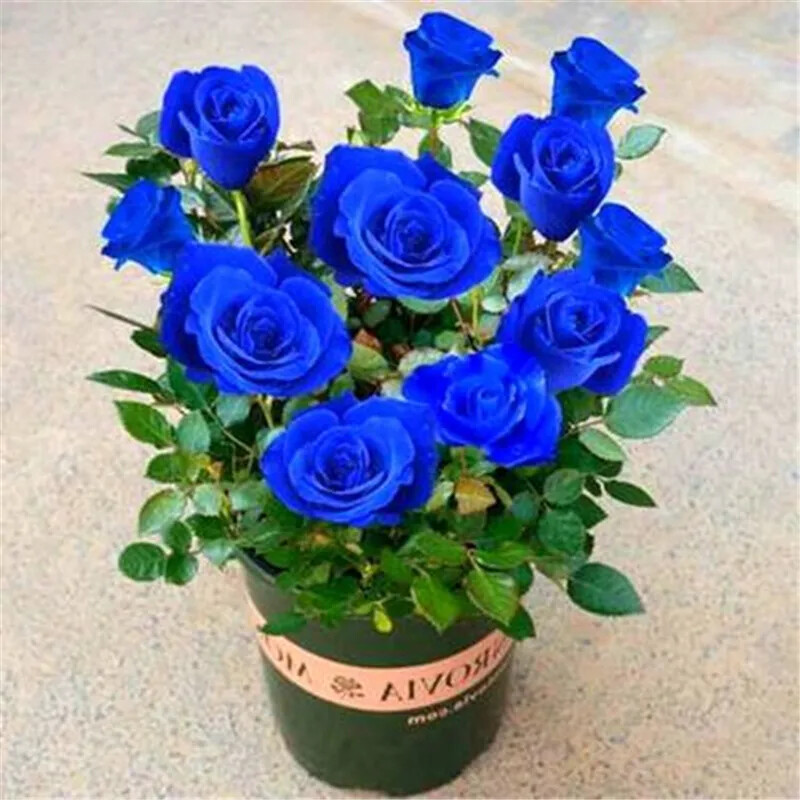 (10) ROSE SEEDS RARE exotic perennial flower garden bush tea USA SELLER W/TRACK