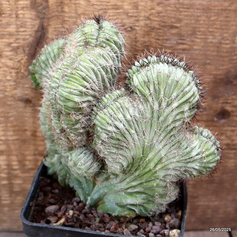 D4369 POLASKIA CHICHIPE CRESTED pot10-H14-W18 cm MaMa Cactus