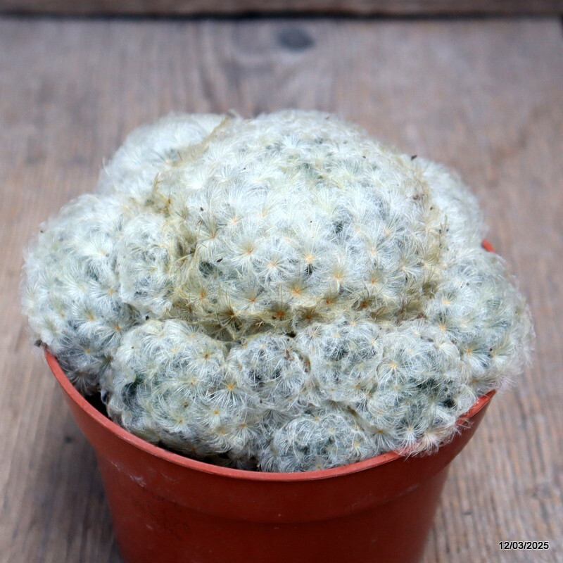 D2805 MAMMILLARIA PLUMOSA pot10,5-H8-W11 cm MaMa Cactus