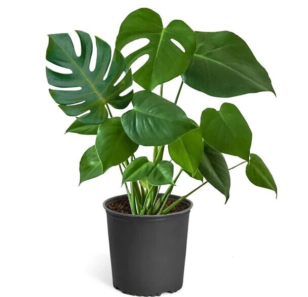 Large Monstera Deliciosa Tropical Split Leaf Plant 10″ Pot Indoor & Outdoor