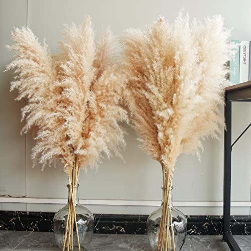 40″ inch Stems Natural Pampas Grass Decor Tall, pompas Grass, Tall Pampas 10