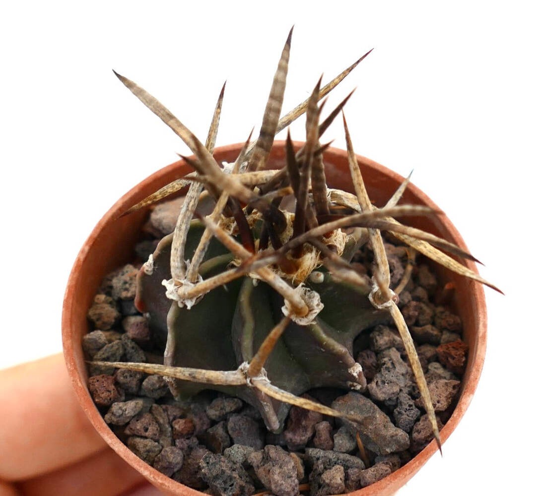 Astrophytum capricorne cv BUFFALO SELECTED – Goat’s horn cactus | Star cactus