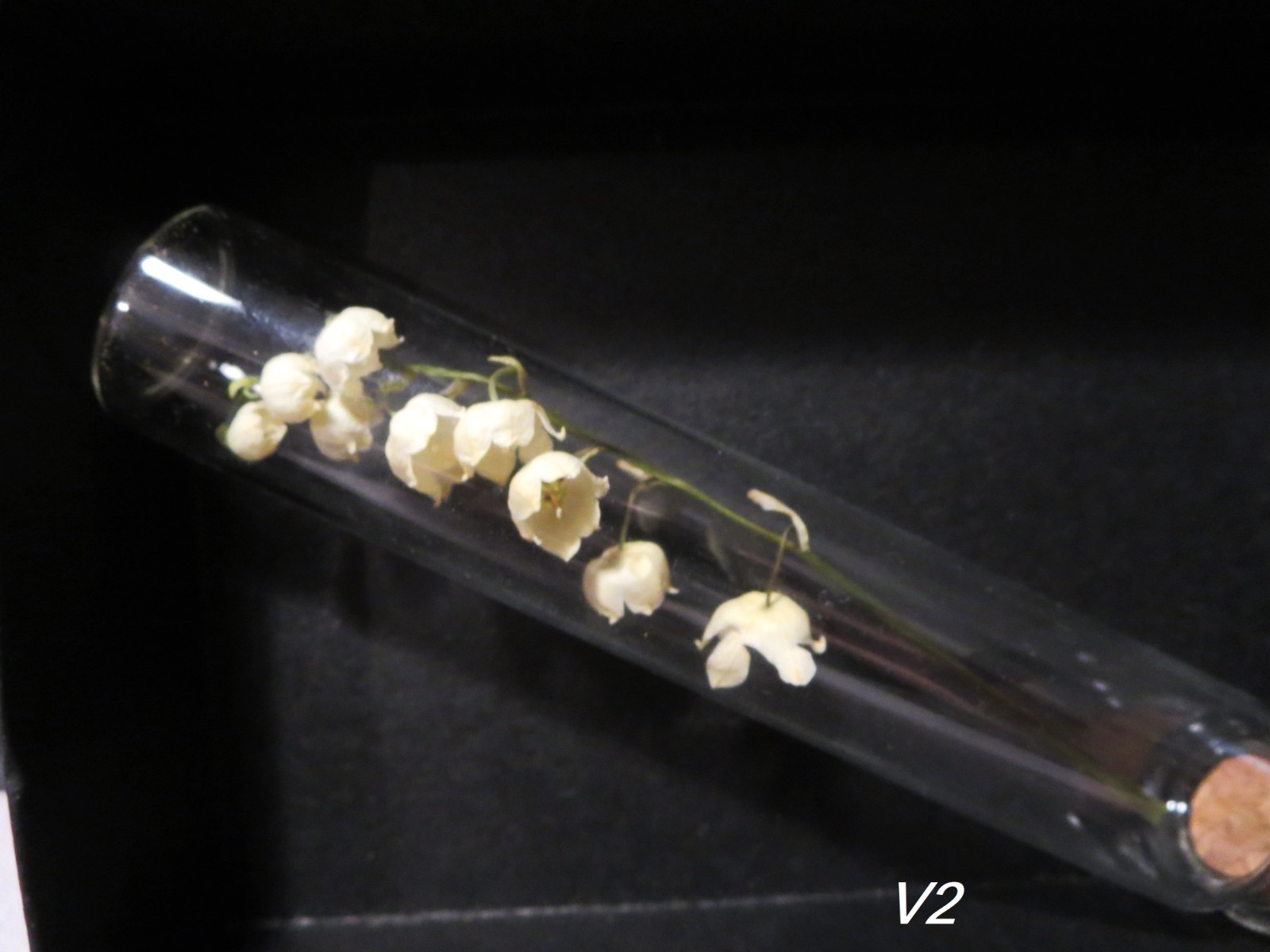 Dried flowers Lily of the valley vial botany Floral Bloom Display ,wunderkammer