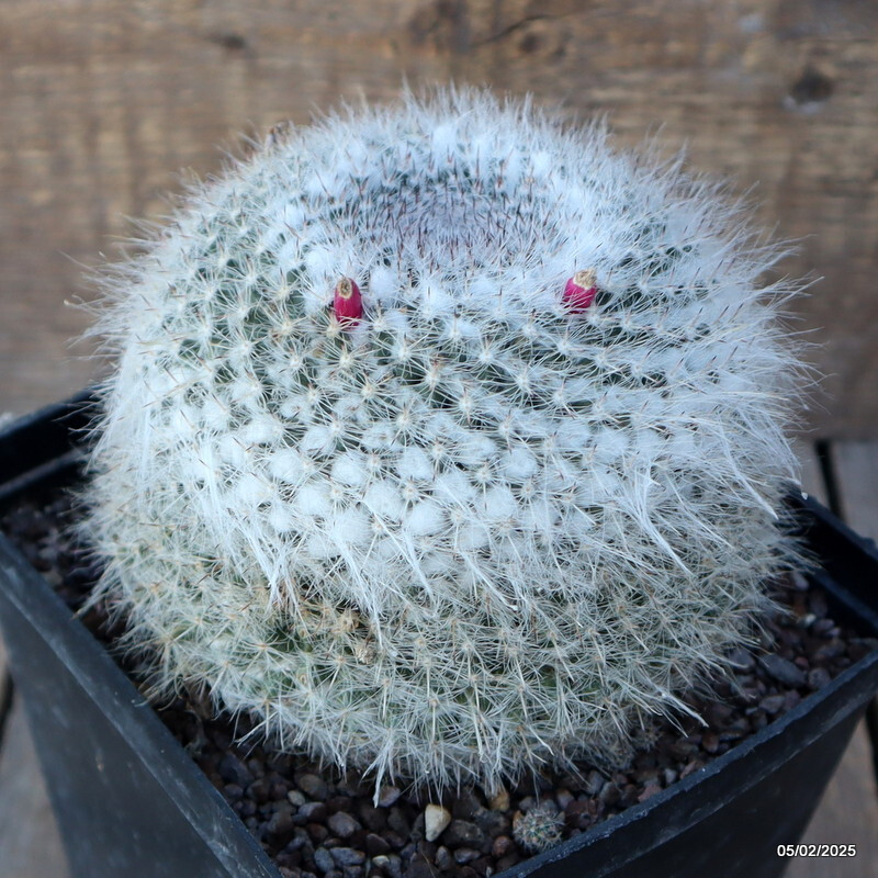 D1051 MAMMILLARIA HANIANA pot14-H11-W13 cm MaMa Cactus