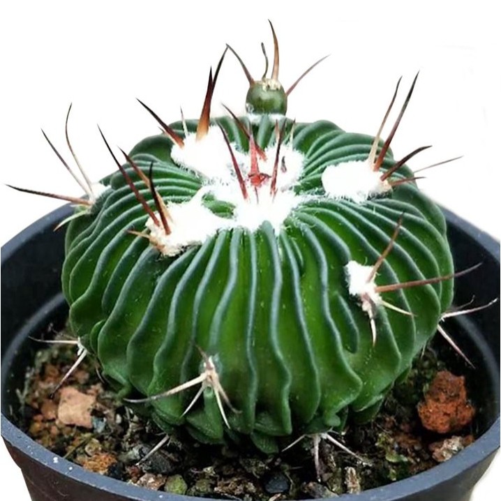 Stenocactus Multicostatus Brain Cactus Live Plant With Flower Pot