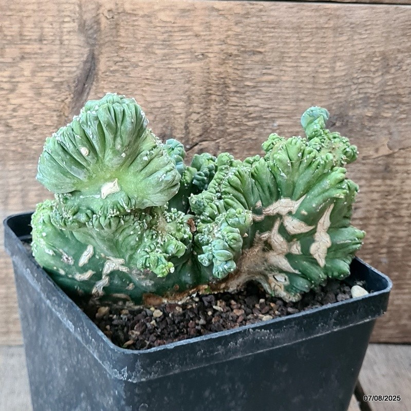 D5762 MYRTILLOCACTUS GEOMETRIZANS CRESTED pot14-H13-W16 cm MaMa Cactus