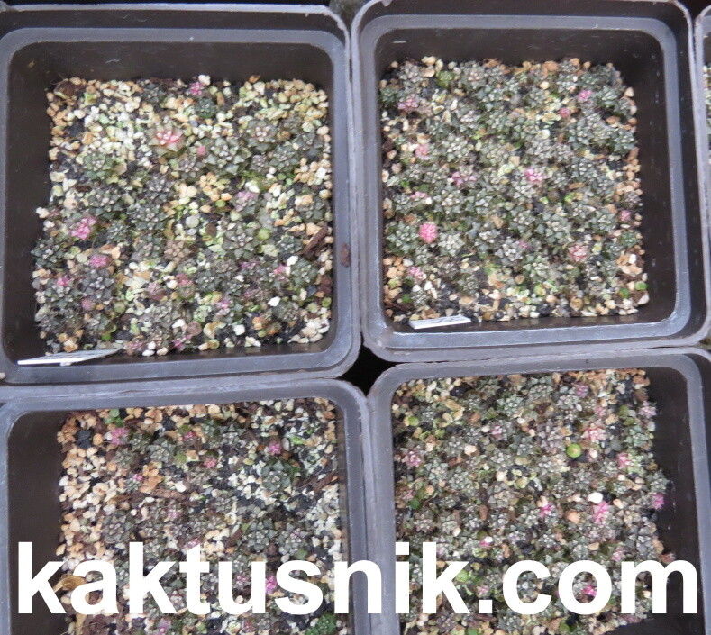 Gymnocalycium mihanovichii f.variegata mix 1000 seds sharvest 2025