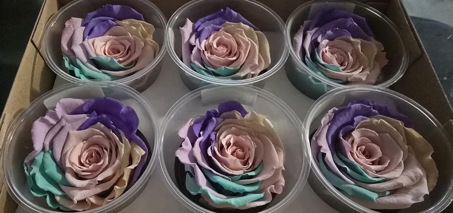 Preserved Roses Forever Roses 6 Pack Multi Color XL Ecuador