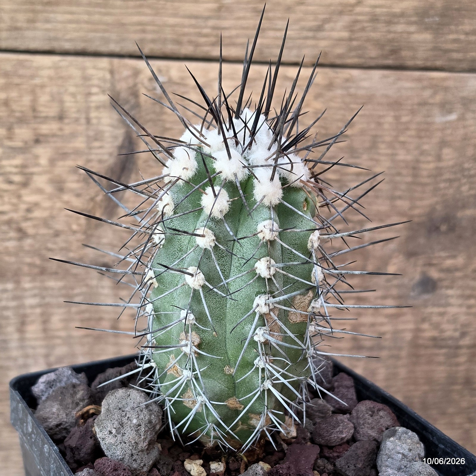 D3215 COPIAPOA BRIDGESII pot12-H7-W4,5 cm MaMa Cactus
