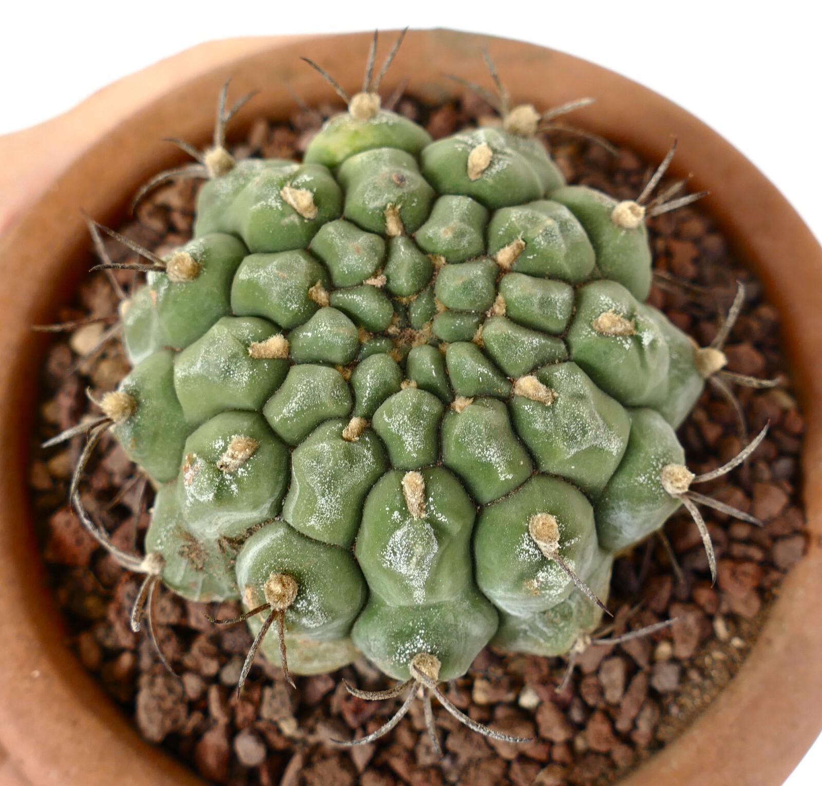 Gymnocalycium saglionis from NUDUM (BOTANICAL ARCHIVE) ex private AA1