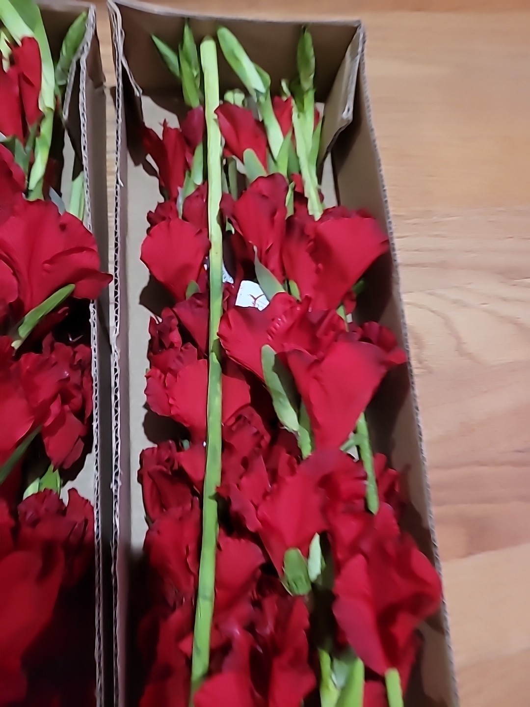 6 Pk Artificial Red Gladiolus Flowers Stem approx 36 inch long By Better Homes