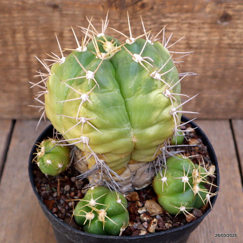 A2160 GYMNOCALYCIUM HORSTII pot14-H14-W13 cm MaMa Cactus