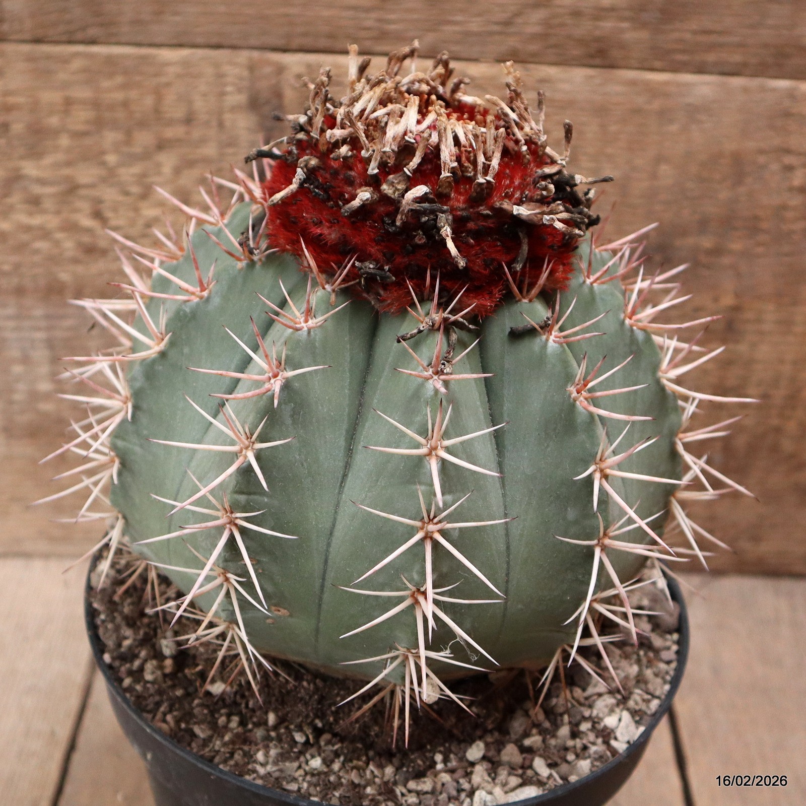D7785 MELOCACTUS BAIENSIS pot18-H19-W18 cm MaMa Cactus