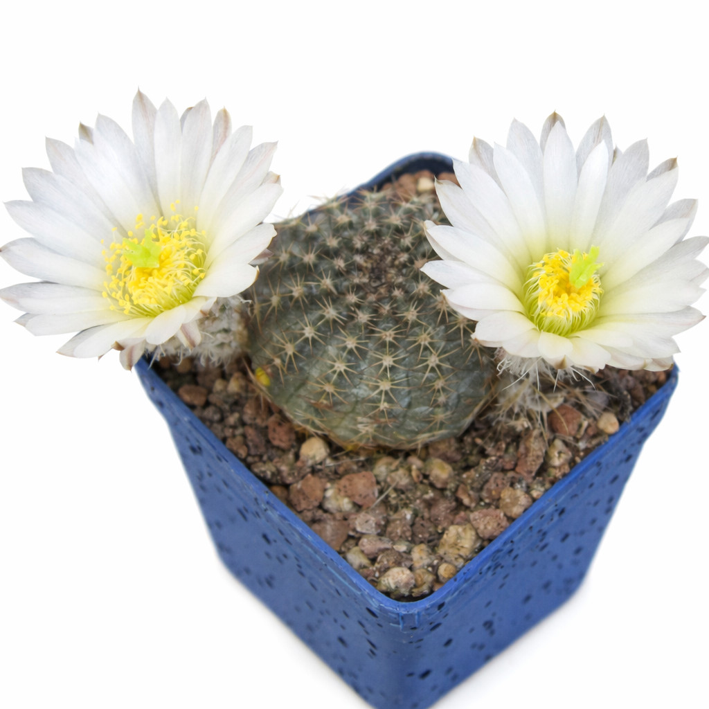 Echinocereus sharpii (Ascension) SEEDS – Rare Cactus SEEDS