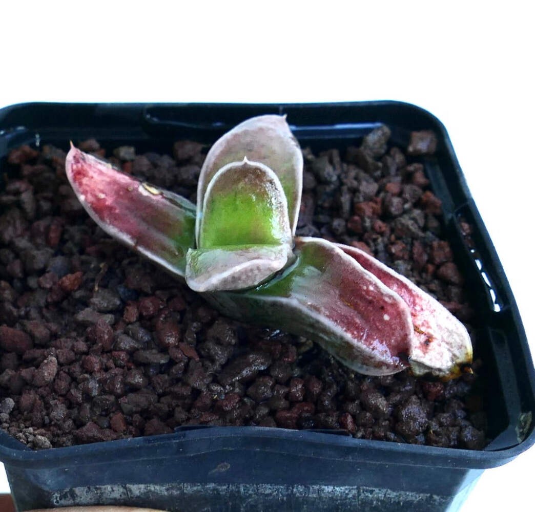 Gasteria cv NAKANO 中野 – Ox tongue | Lawyer’s tongue