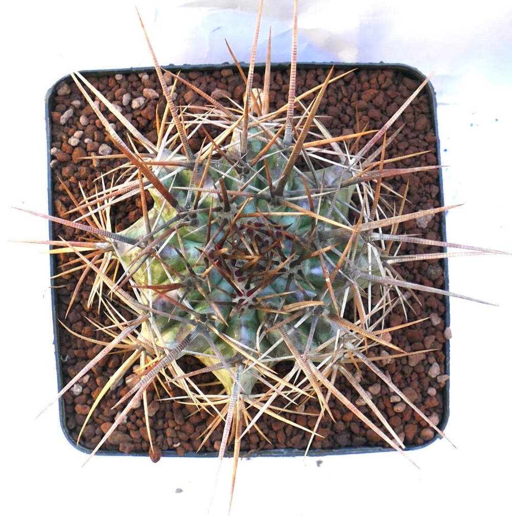 Echinocactus ingens SUPER STRONG SPINES – Giant barrel cactus | Giant hedgehog c