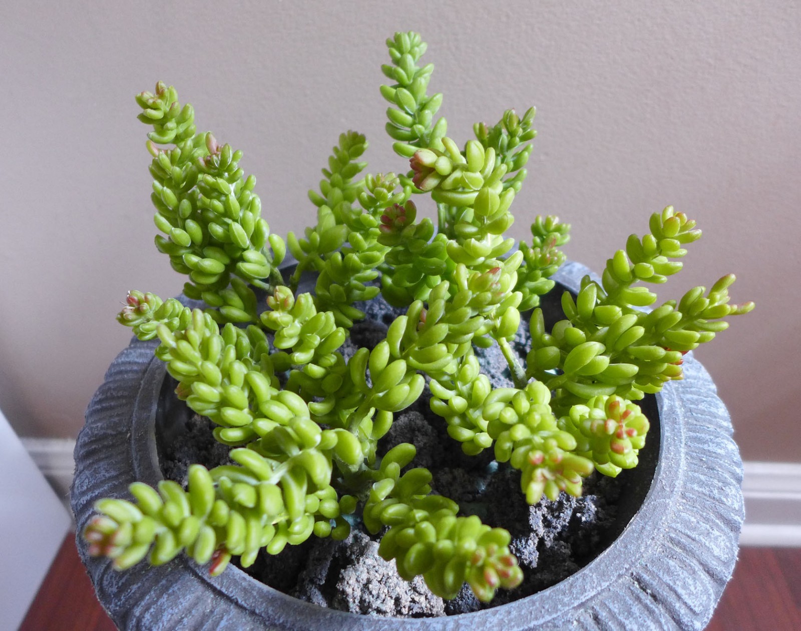 Set of 4 Artificial Autumn 7 stems Yacon Succulents Plants