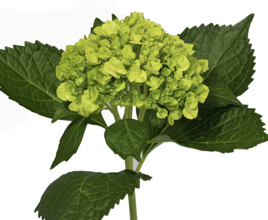 Box of 60 fresh Mini Green Hydrangea – Premium Quality Bulk Flowers