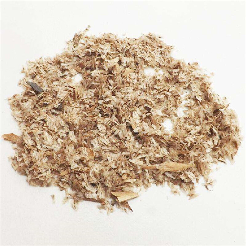 Paulownia Tomentosa – Paulonia – 100 fresh seeds