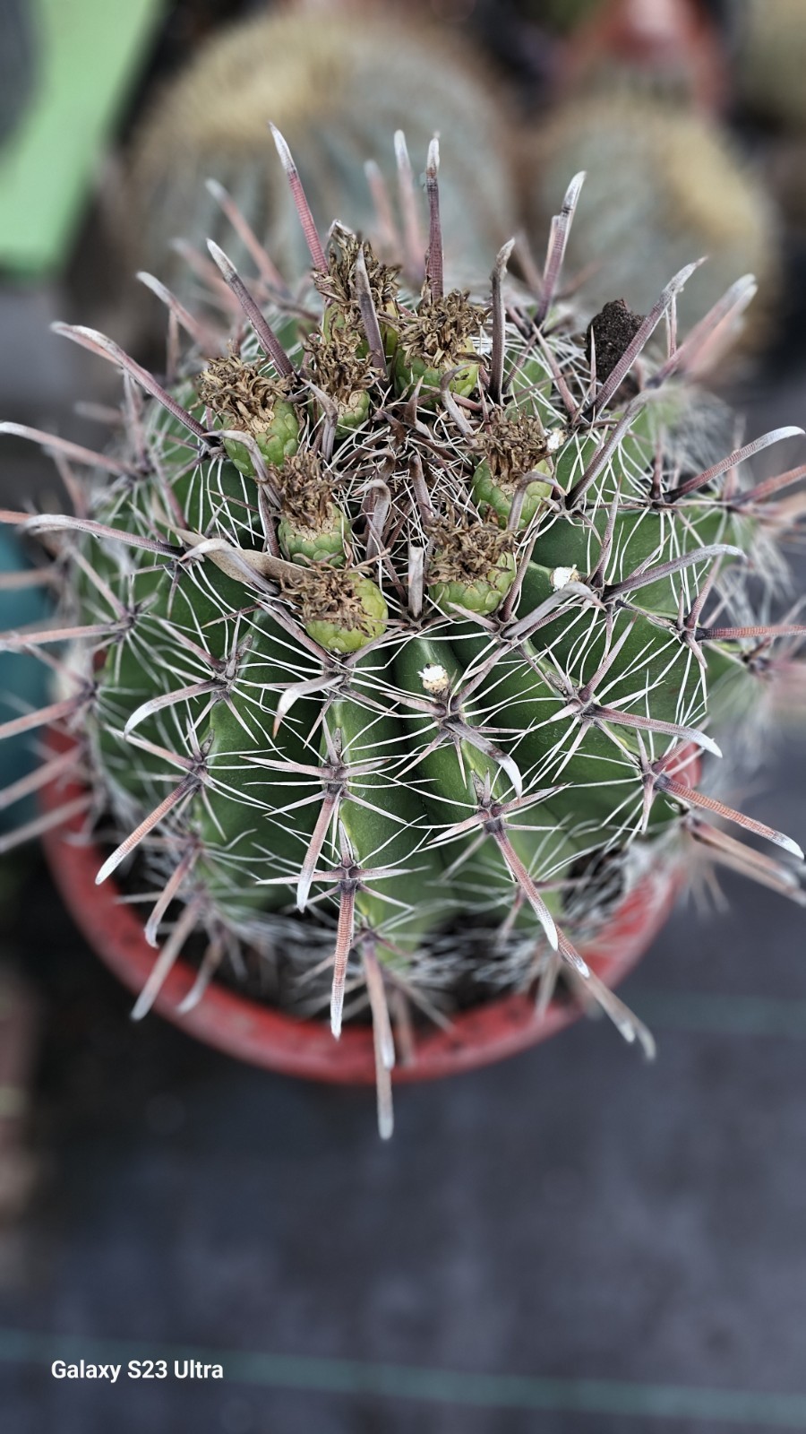 FEROCACTUS HERRERAE Cactus 15gal