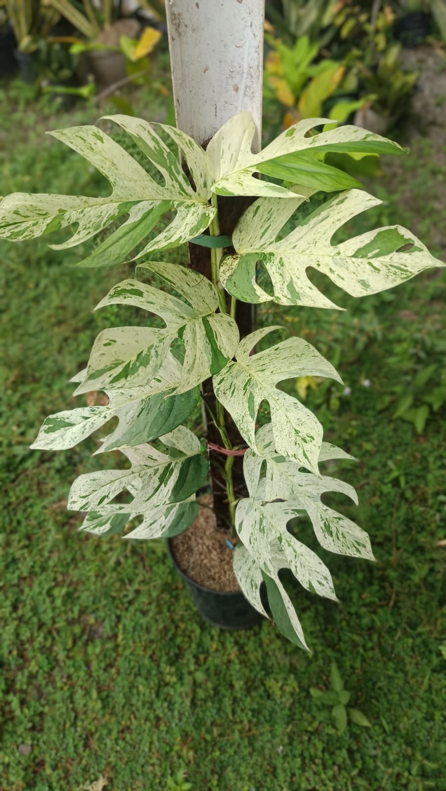 Sansevieria Hybrid Arbaya Rare Uniqe Snake Plant